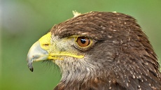 Kordillerenadler (5).jpg